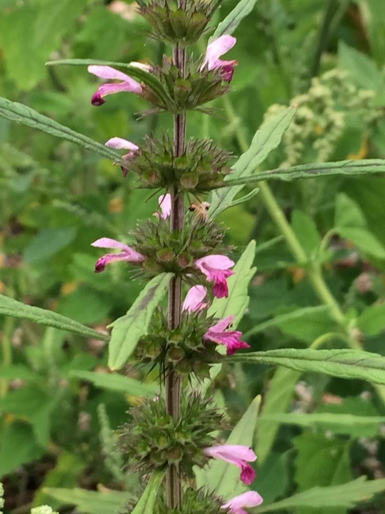 Zeldzame zaden - Leonurus sibiricus - zaden speciale planten, Ophalen of Verzenden, Voorjaar, Halfschaduw, Zaad