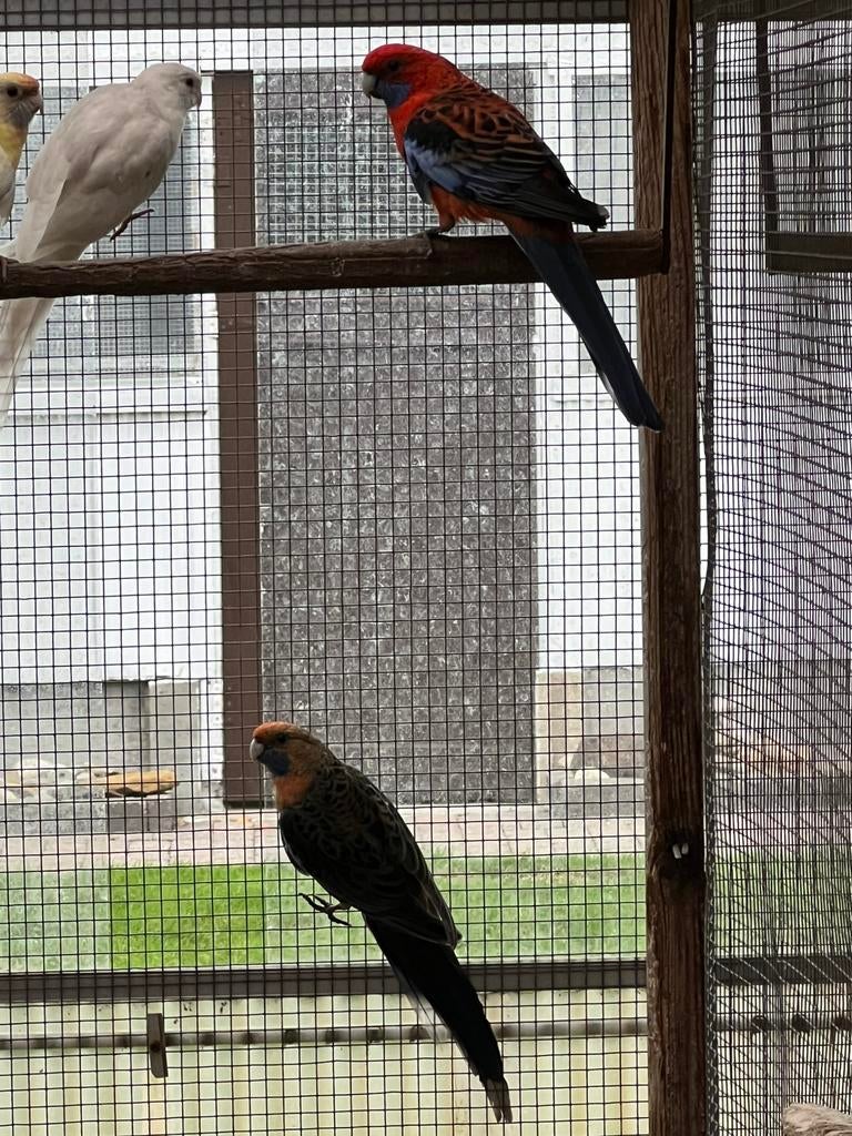 Pennant rosella parkieten, Dieren en Toebehoren, Vogels | Parkieten en Papegaaien, Meerdere dieren, Parkiet, Geringd
