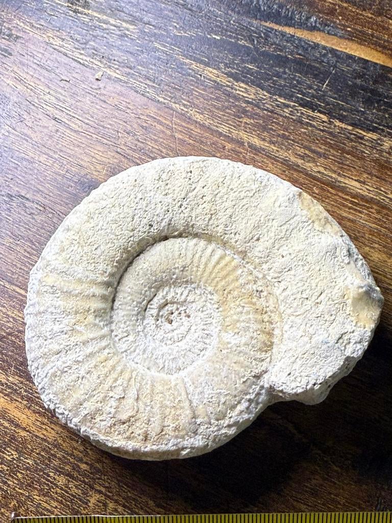 Mooie ammoniet (10 cm), Ophalen of Verzenden, Fossiel