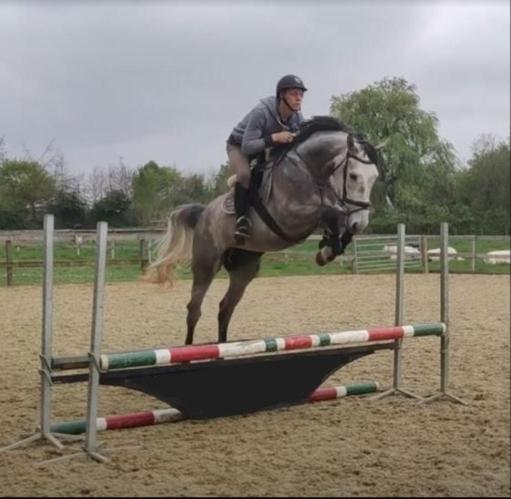 jonge kwalitatieve springpaarden gezocht, Dieren en Toebehoren, Zadelmak, Springpaard