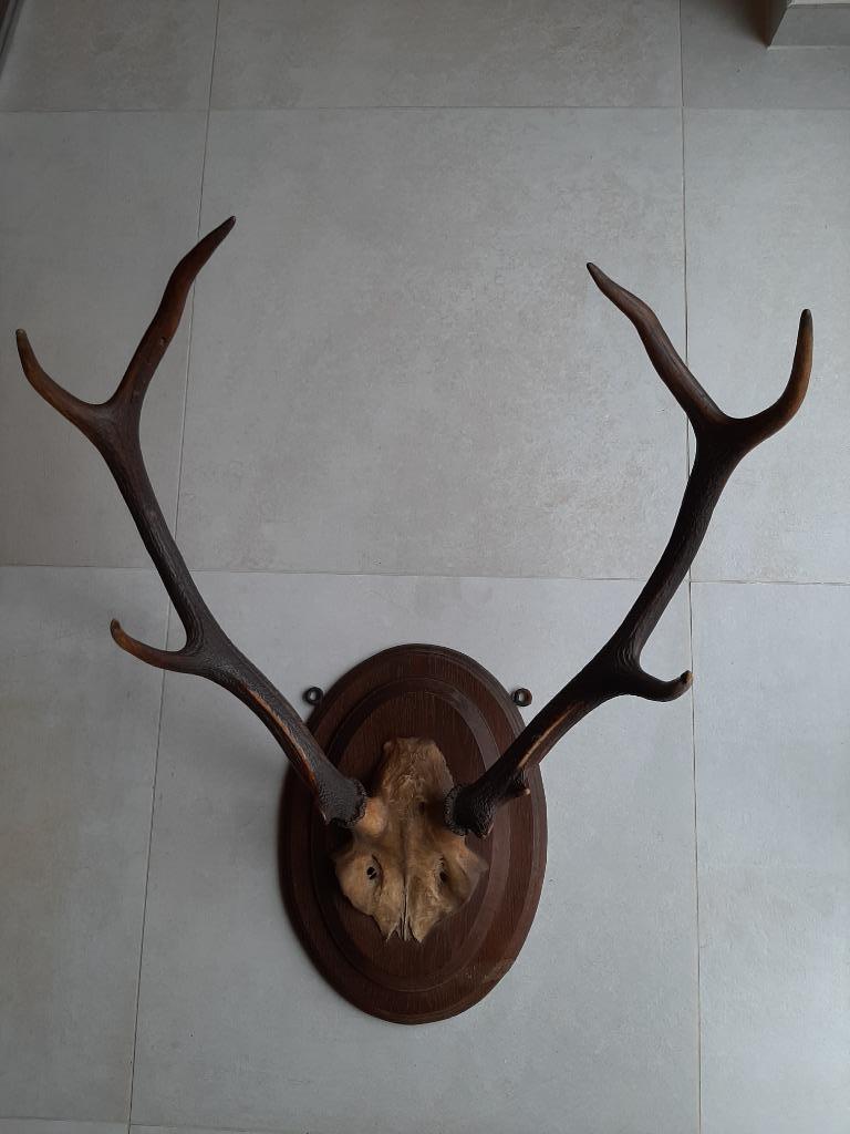 bois de cerf avec crâne, Enlèvement, Utilisé, Cerf, Crâne