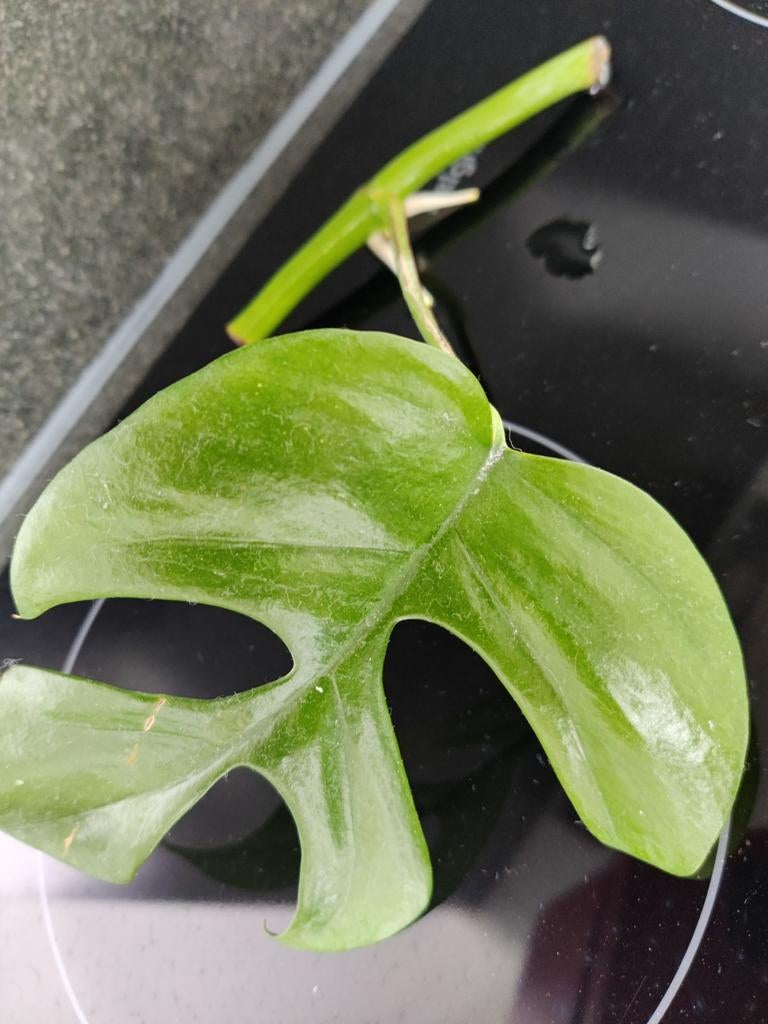 Monstera minima stek, Ophalen