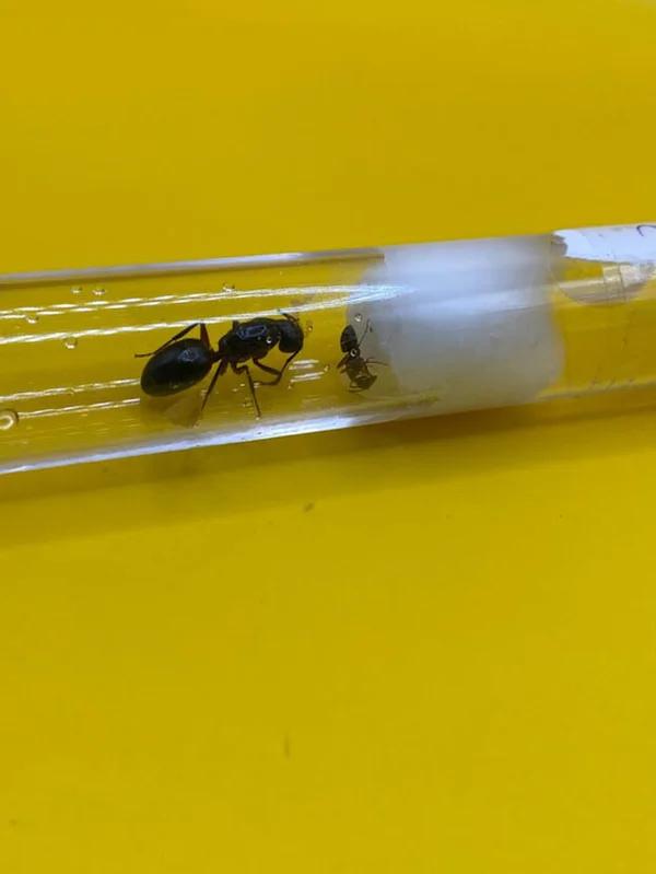 Camponotus Ligniperda, reine des fourmis avec couvain, Fourmis