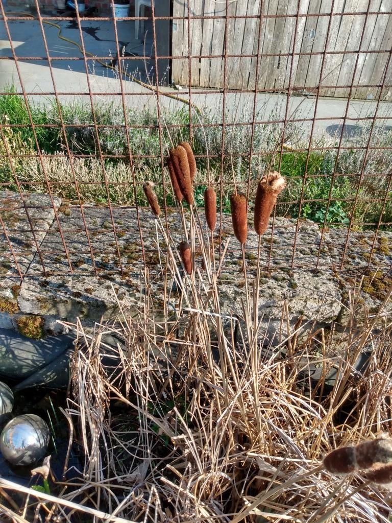 Lisdot, Ophalen