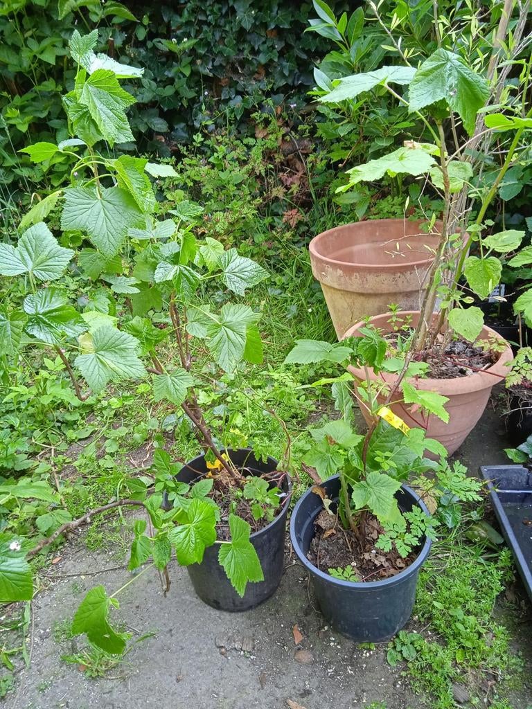 Bessenstruiken ( cassis, rode aalbes, Logan), Tuin en Terras, Ophalen