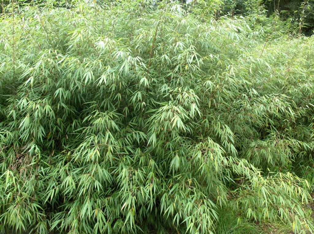 Bamboe Fargesia Asian Wonder, Tuin en Terras, Ophalen, Bamboe, Haag
