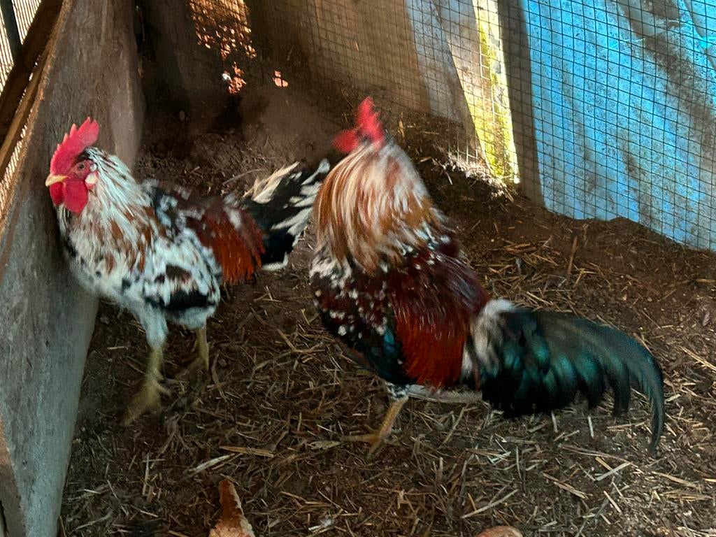 Ayam ketawa’s, Animaux & Accessoires, Volatiles