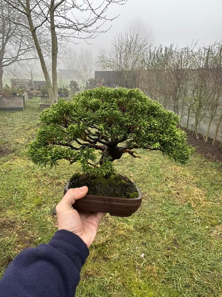 Japanse itoigawa bonsai, Ophalen