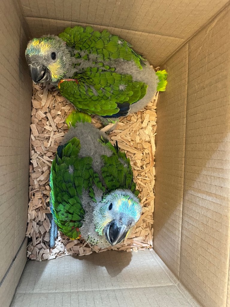 Te reserveren tamme blauwvoorhoofd amazone, Dieren en Toebehoren, Vogels | Parkieten en Papegaaien, Geslacht onbekend, Papegaai