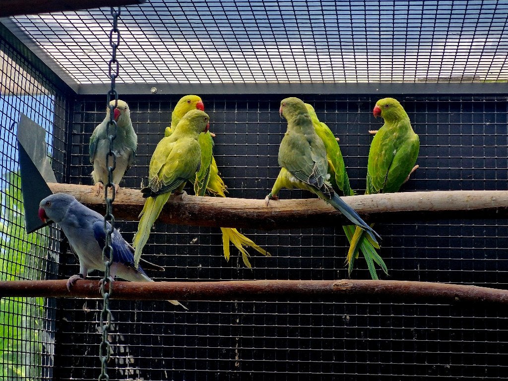 Halsband parkieten groen opaline bleekst/ blauw, Dieren en Toebehoren, Geringd