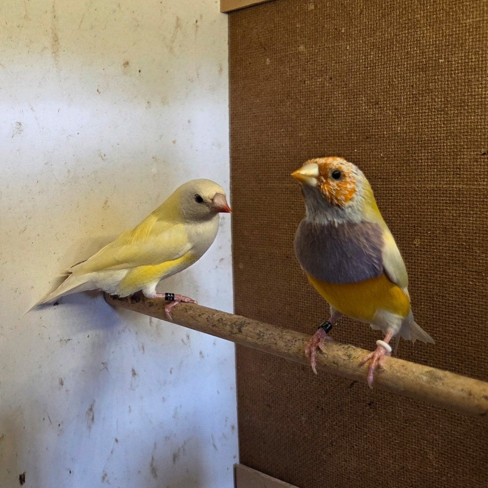 koppel gele gouldamadine  goulds, Dieren en Toebehoren