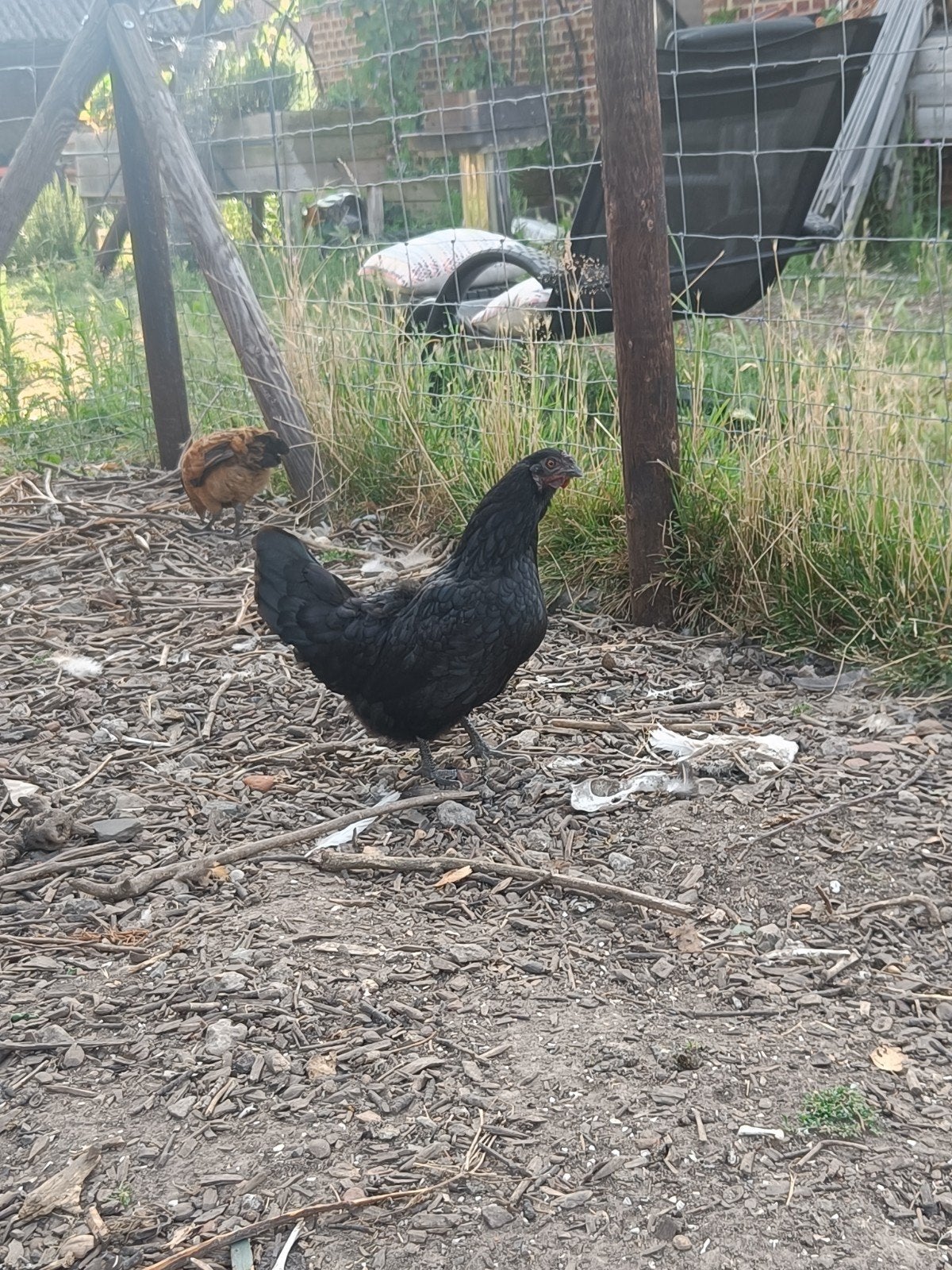 Zwarte kriel hen