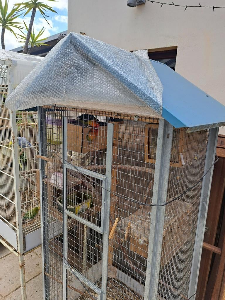 Kid a cage avec 3 raptors gratuitement aujourd'hui., Enlèvement