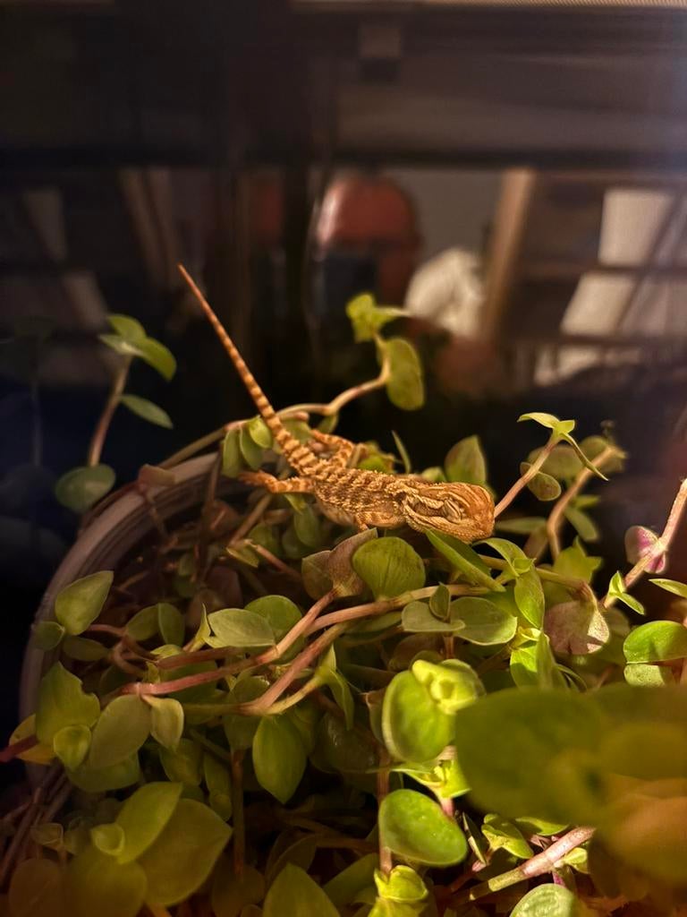 Pogona & pogona nain, Dieren en Toebehoren