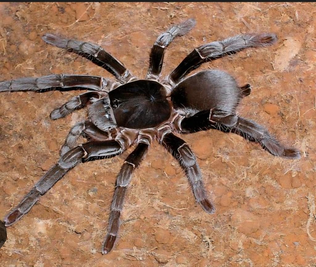 Hysterocrates gigas slings, Spin of Schorpioen