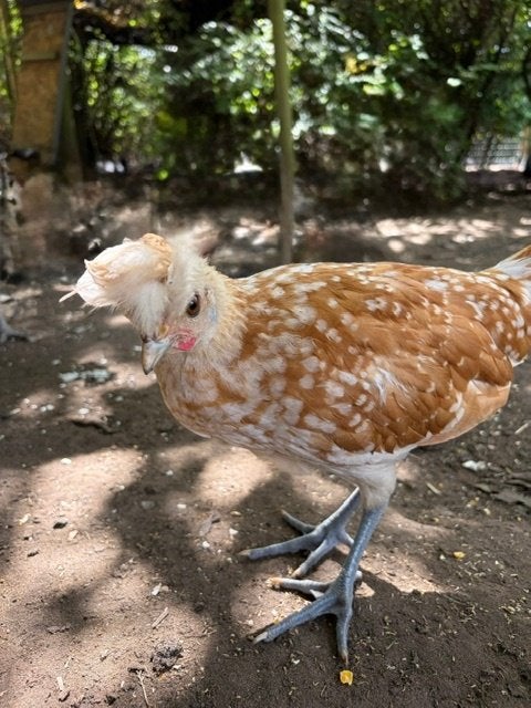 Appenzeller spitskuif hennen, Dieren en Toebehoren, Vrouwelijk, Kip