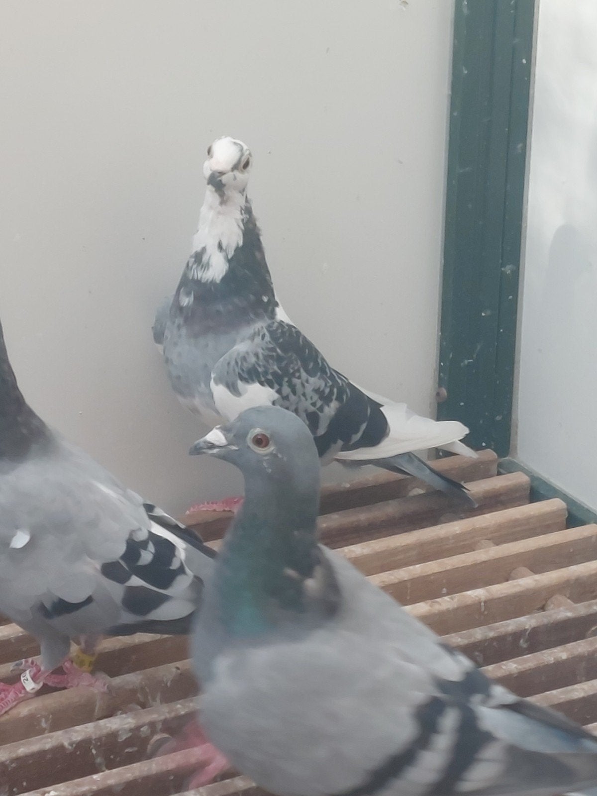 kweekduivinnen, Animaux & Accessoires, Oiseaux | Pigeons, Femelle, Pigeon voyageur