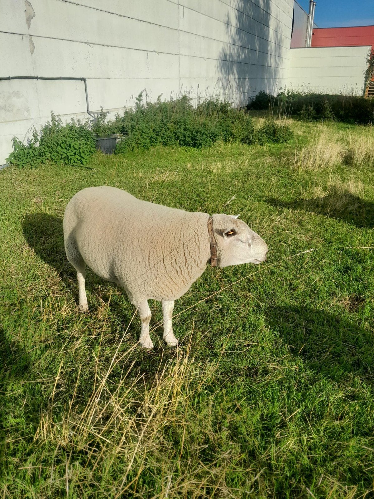 Dekbok, Mannelijk, Schaap