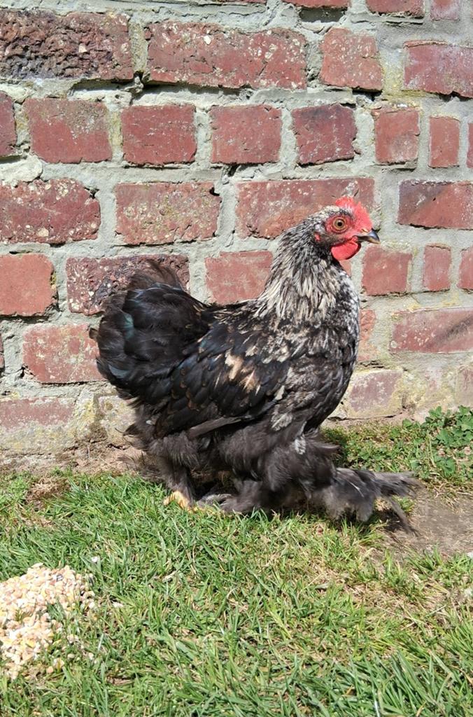 Gratis cochin krielhaantjes, Dieren en Toebehoren, Pluimvee