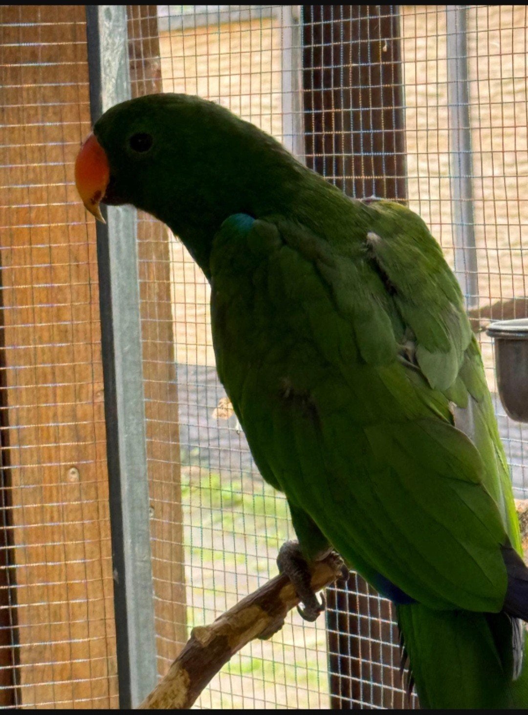 Broedrijpe edelpapegaai man ( ruil ), Animaux & Accessoires, Oiseaux | Perruches & Perroquets, Perroquet, Mâle, Bagué