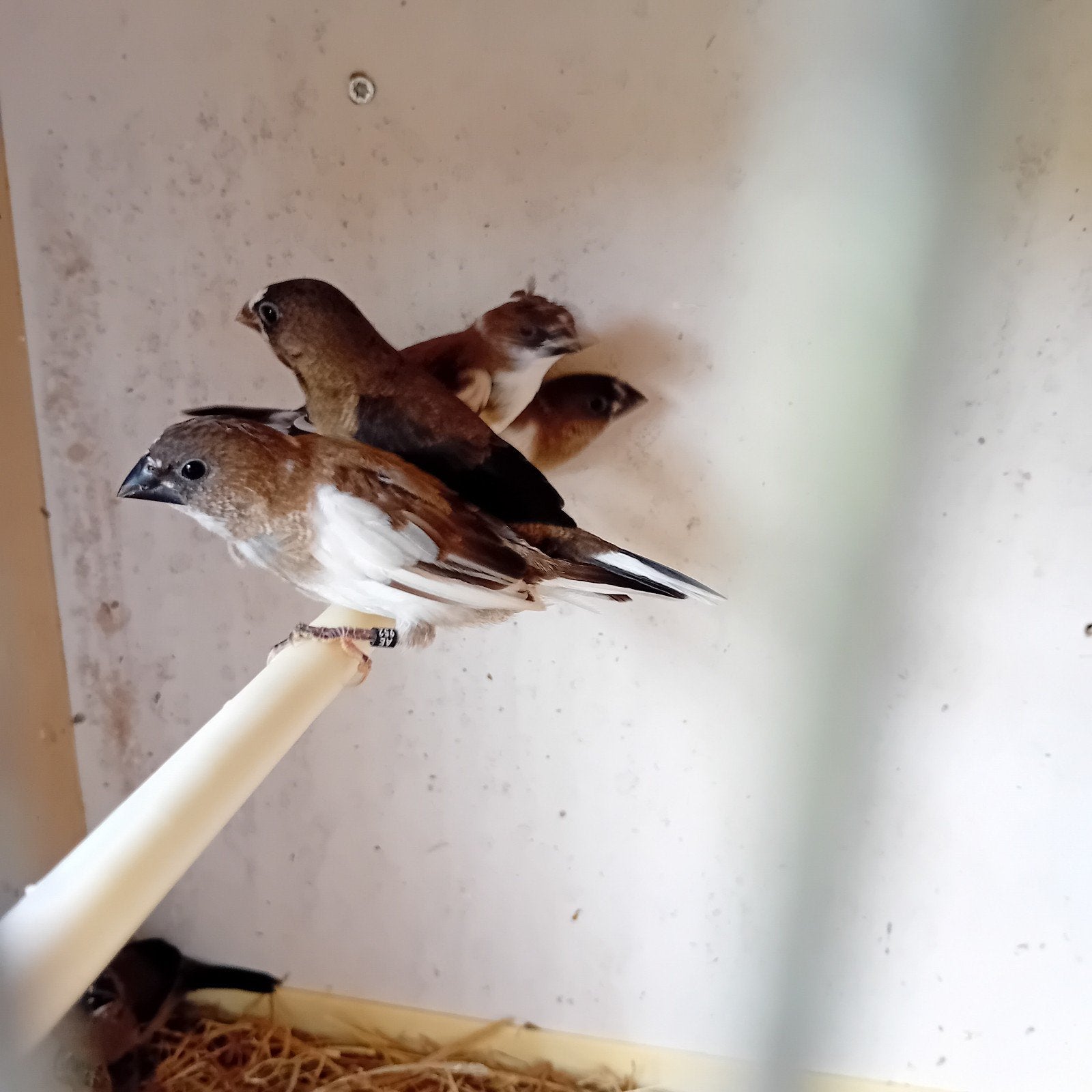 jonge japanse meeuwkes, kuif en gladkop, Dieren en Toebehoren, Vogels | Overige Vogels, Geslacht onbekend