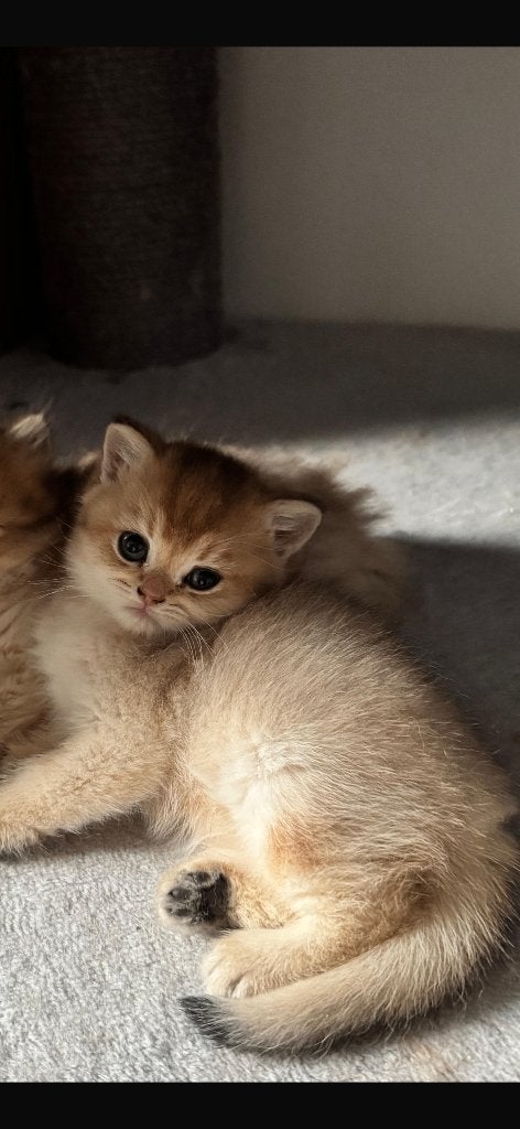 Britse korthaar kitten, Dieren en Toebehoren, Kater, Gechipt, 0 tot 2 jaar