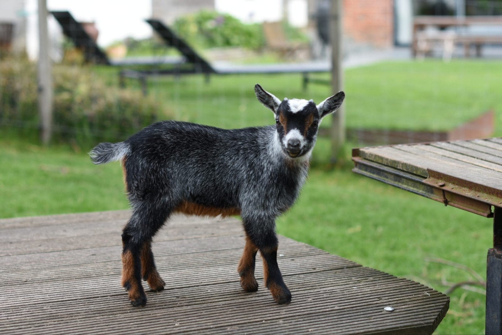 Blauwschimmel dwerggeit, Dieren en Toebehoren