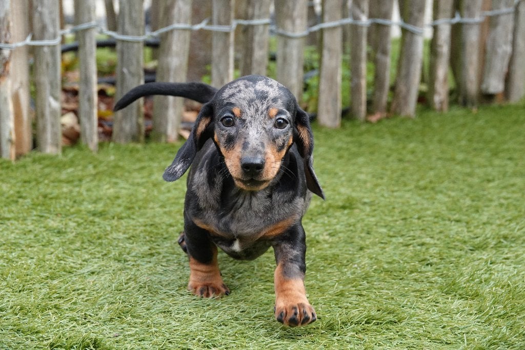 Chiots teckels nains à poil court (bleu merle et noir&tan), Animaux & Accessoires, Poils courts, Maladie de Carré (chiens), Plusieurs
