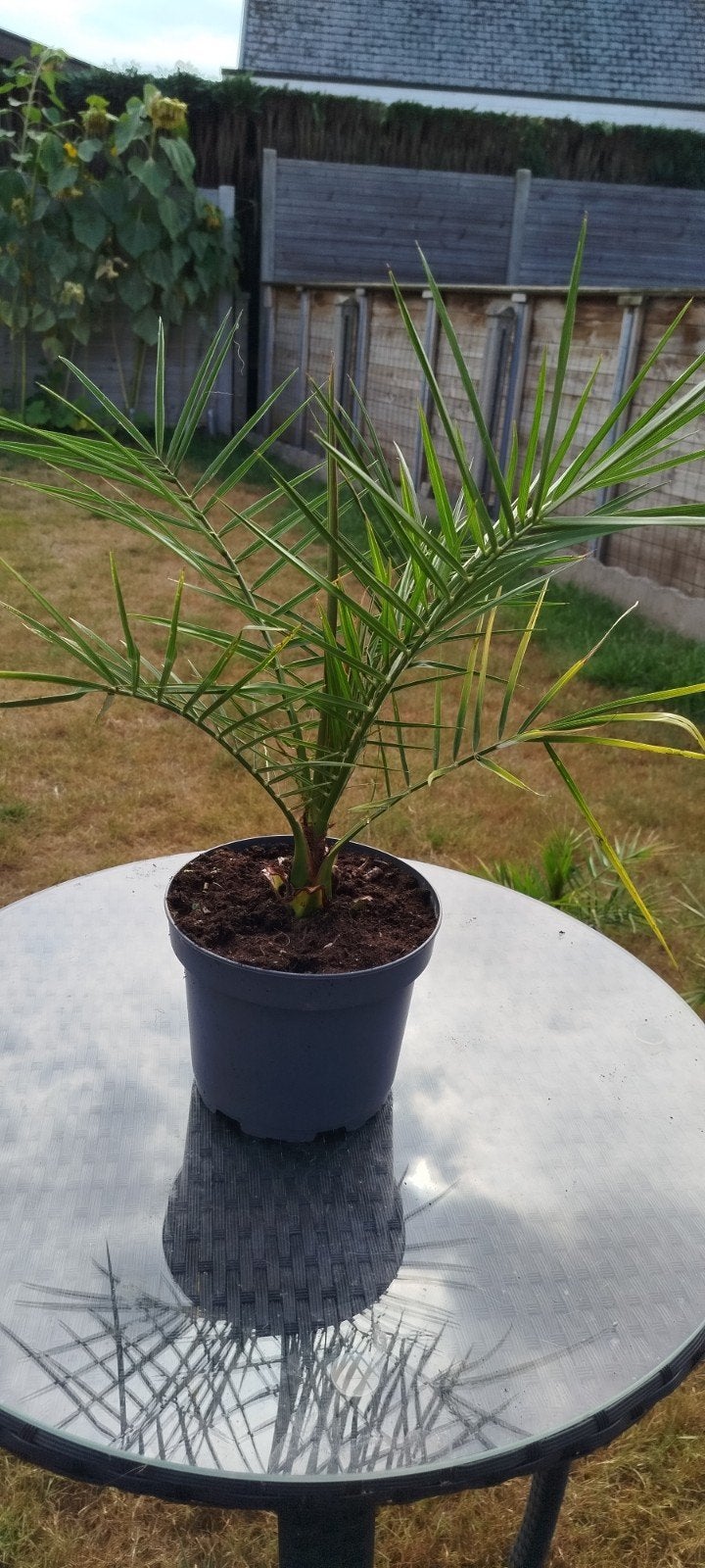 Palmboom Canarische dadelpalm, Ophalen
