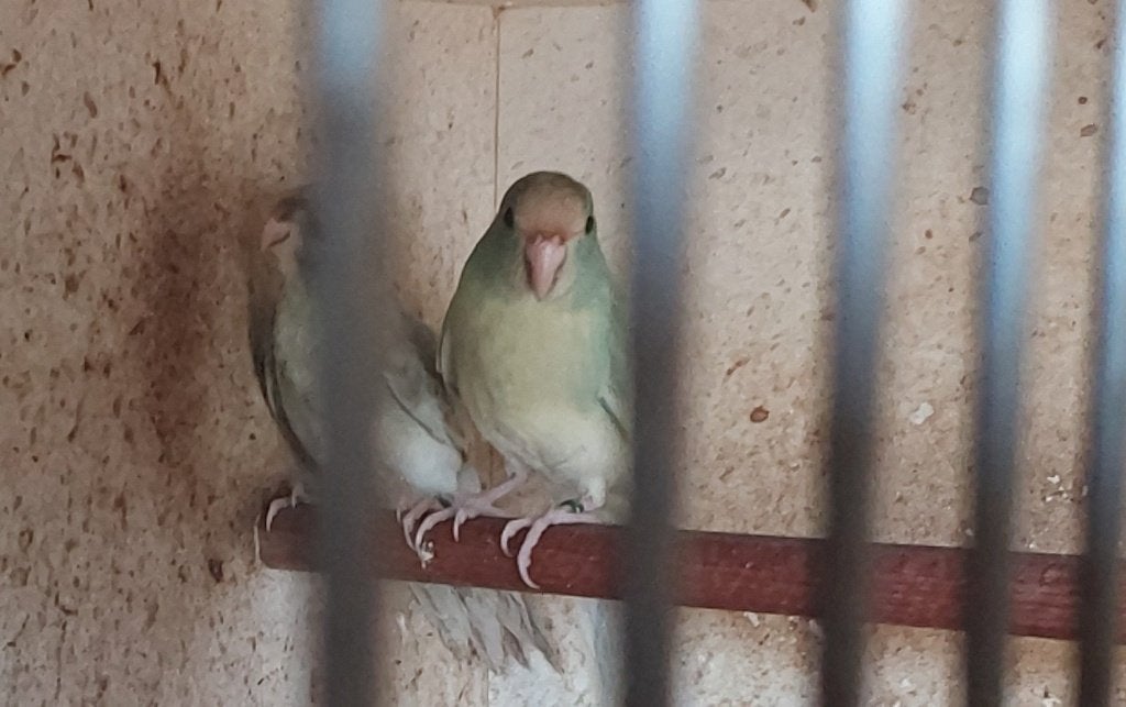 Kakariki 26, Dieren en Toebehoren, Parkiet, Geringd
