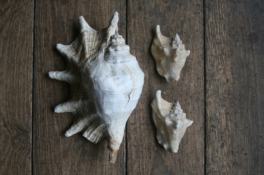 3 coquilles, 1 lambis (28 cm) et 2 strombus, Enlèvement ou Envoi, Coquillage(s)
