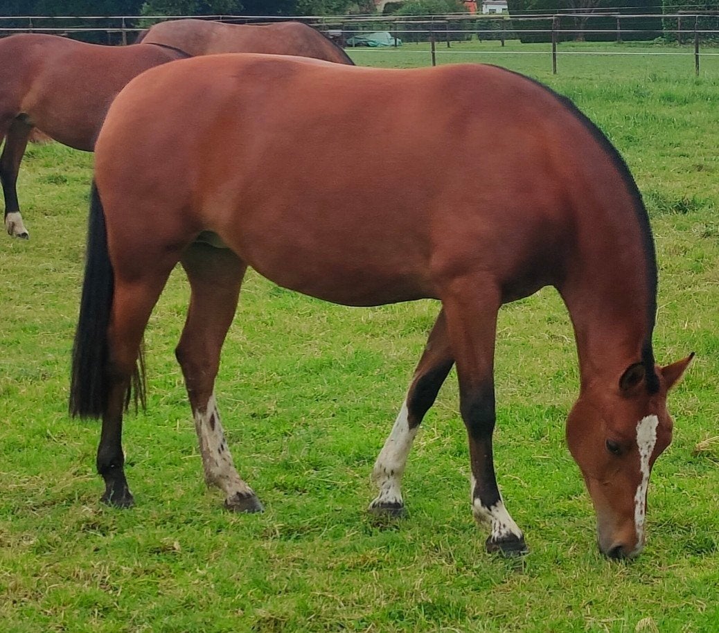 Freiberger/Franches-Montagnes merrie 4 jaar., Dieren en Toebehoren, Merrie, Minder dan 160 cm, 3 tot 6 jaar, Recreatiepaard