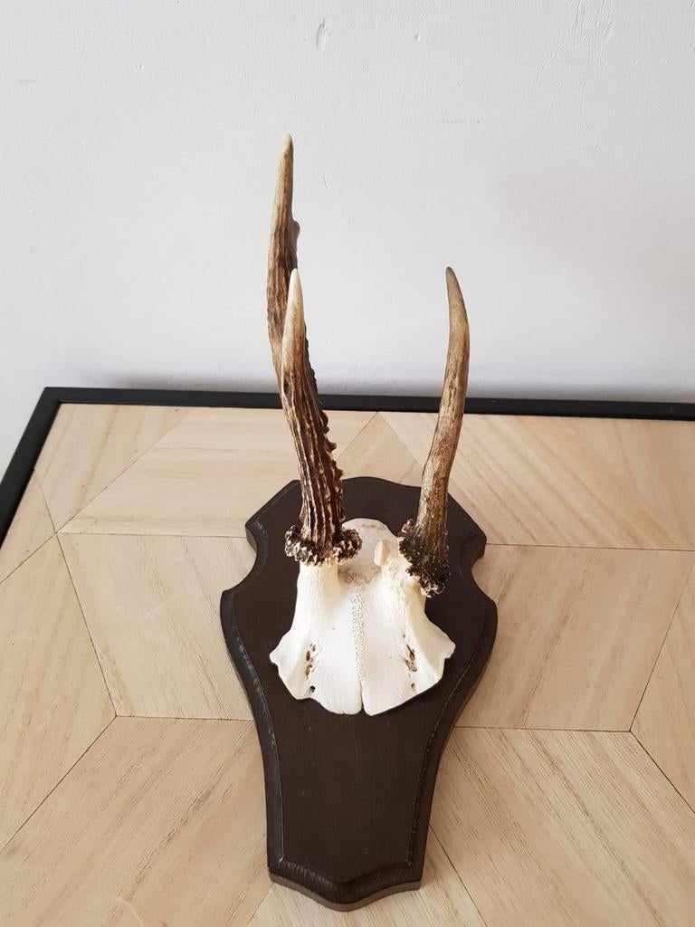 Antiek wanddecoratie trofeeën, Ophalen of Verzenden