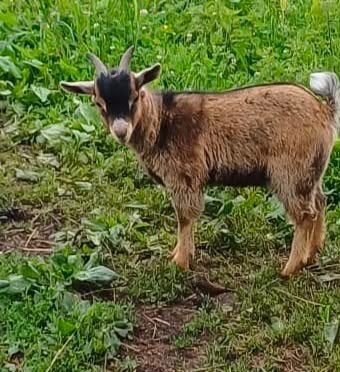 Geit (bokje), Dieren en Toebehoren, Mannelijk, Geit, 0 tot 2 jaar