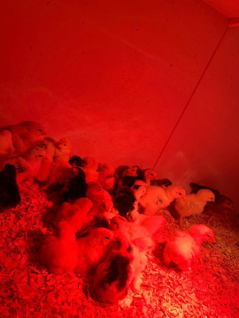 Poussin brahma, Tickets & Billets