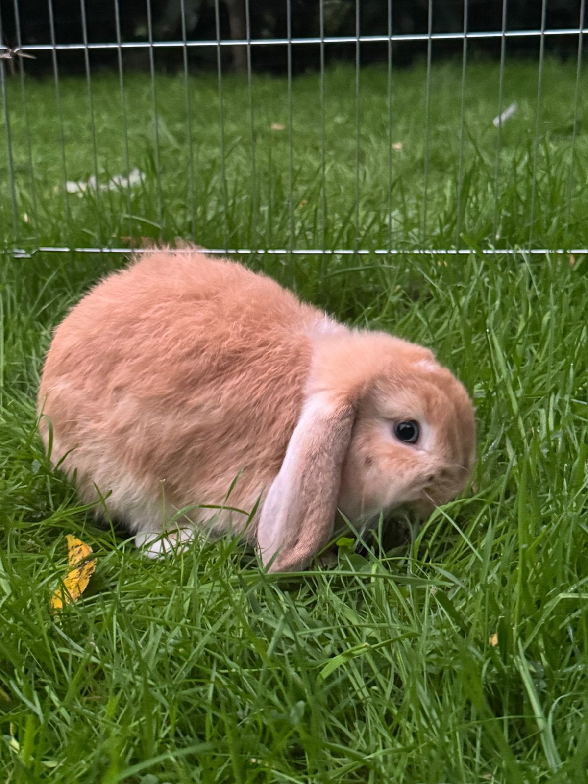 Minilop voedstertje (blauwe oogjes), Dieren en Toebehoren, Vrouwelijk, Klein, Hangoor, 0 tot 2 jaar
