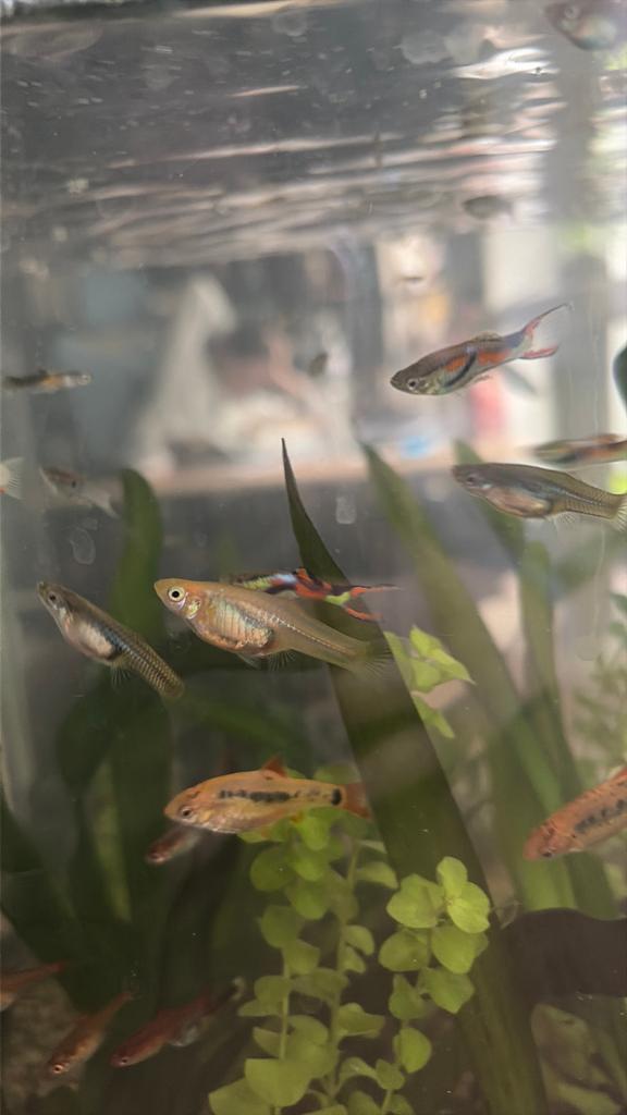 Guppy’s (zwanger en of babys, Dieren en Toebehoren, Vis, Zoetwatervis, Schoolvis