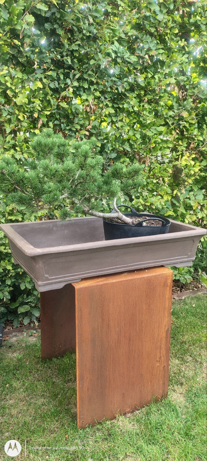 pot bonsaï, Ophalen of Verzenden