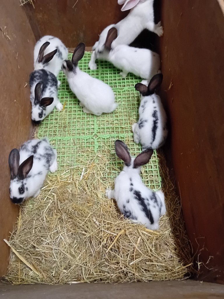 JONGE VLEESKONIJNEN, Dieren en Toebehoren, Meerdere dieren, Middelgroot