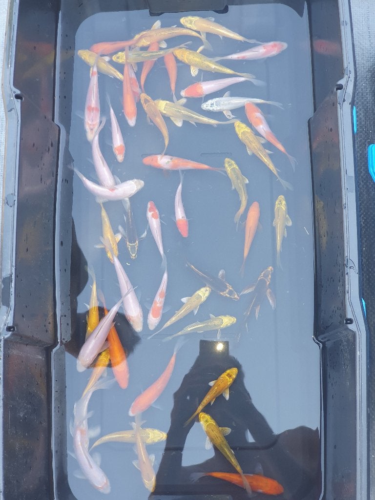 KOI TE KOOP - 250STUKS (6-15CM) 6-10€ PER STUK, Carpe ou Koï