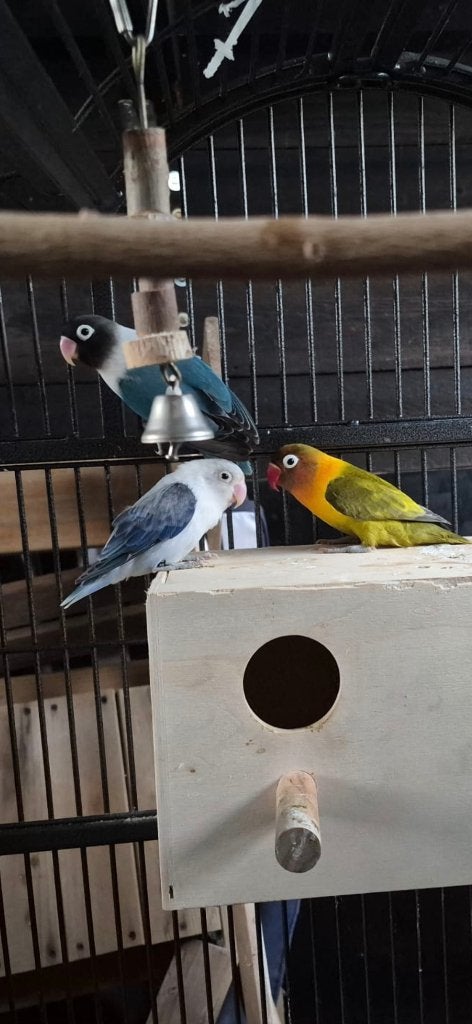 Vogelkooi met 3 agapornis, Dieren en Toebehoren, Meerdere dieren, Dwergpapegaai of Agapornis, Geringd