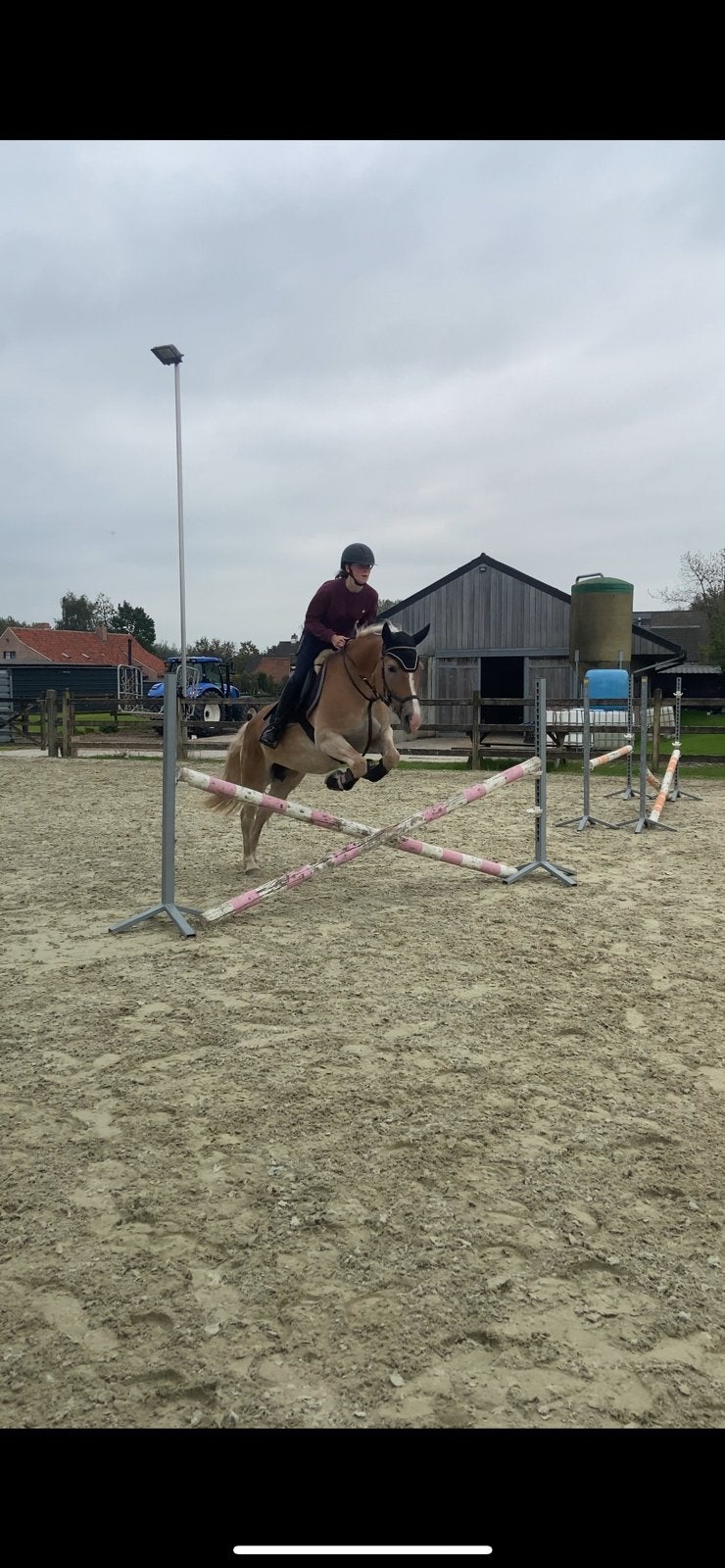 Halve stal gezocht voor haflinger merrie, Dieren en Toebehoren, Paarden, Merrie