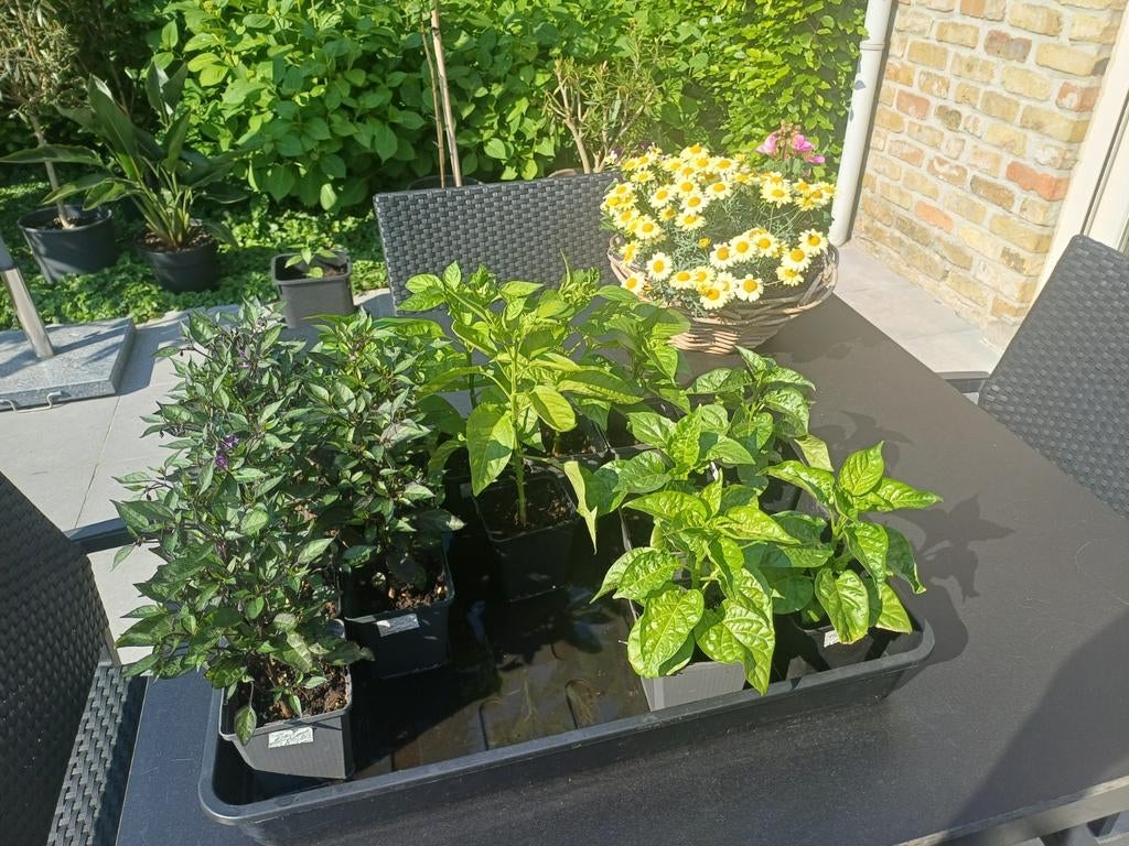 Peper plantjes, verschillende smaakvolle soorten ️, Tuin en Terras, Ophalen