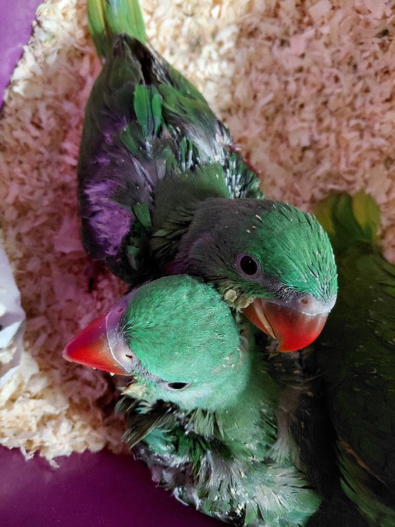 Super-tam ; 2 Baby Grote Alexander-parkieten, Dieren en Toebehoren, Vogels | Parkieten en Papegaaien, Geringd