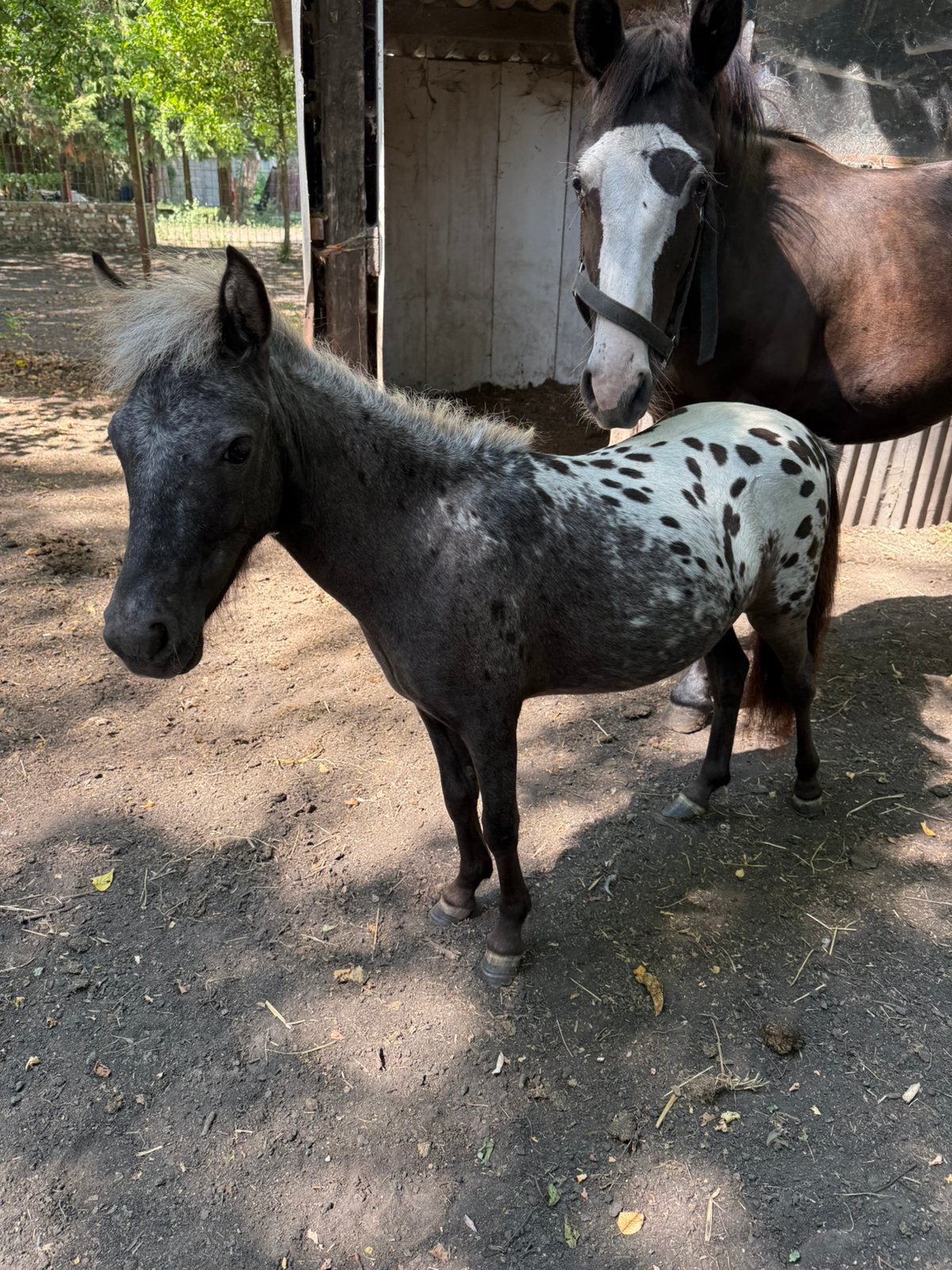 merrie, Dieren en Toebehoren, Pony's, Merrie, Niet van toepassing, 0 tot 2 jaar, A pony (tot 1.17m)