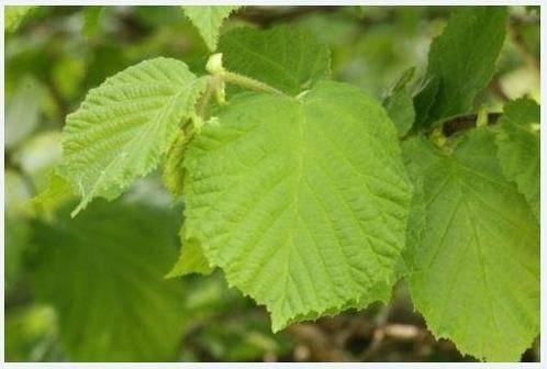 Corylus avellana - Hazelaar, Tuin en Terras, Ophalen