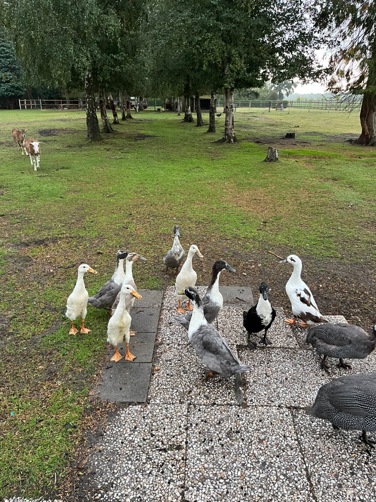 Huttegemse eenden, Dieren en Toebehoren, Eend