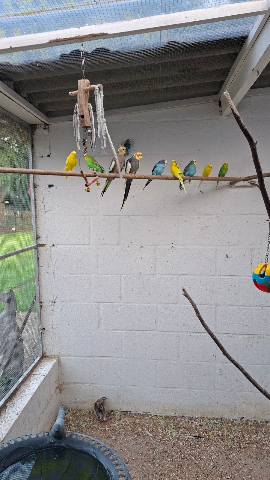 Grasparkieten, Dieren en Toebehoren, Vogels | Parkieten en Papegaaien