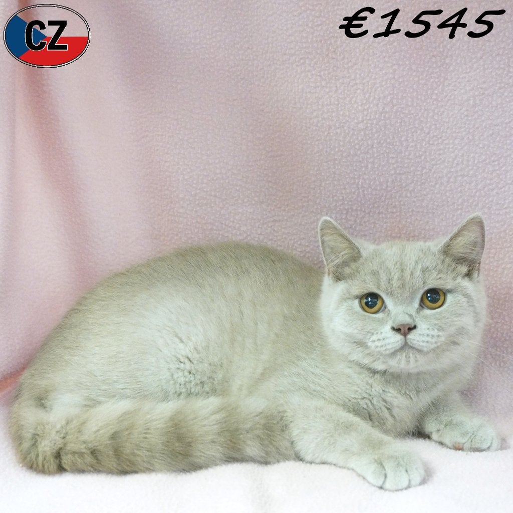 Lilac Britse Korthaar kittens te koop, Dieren en Toebehoren, Meerdere dieren, Gechipt, 0 tot 2 jaar