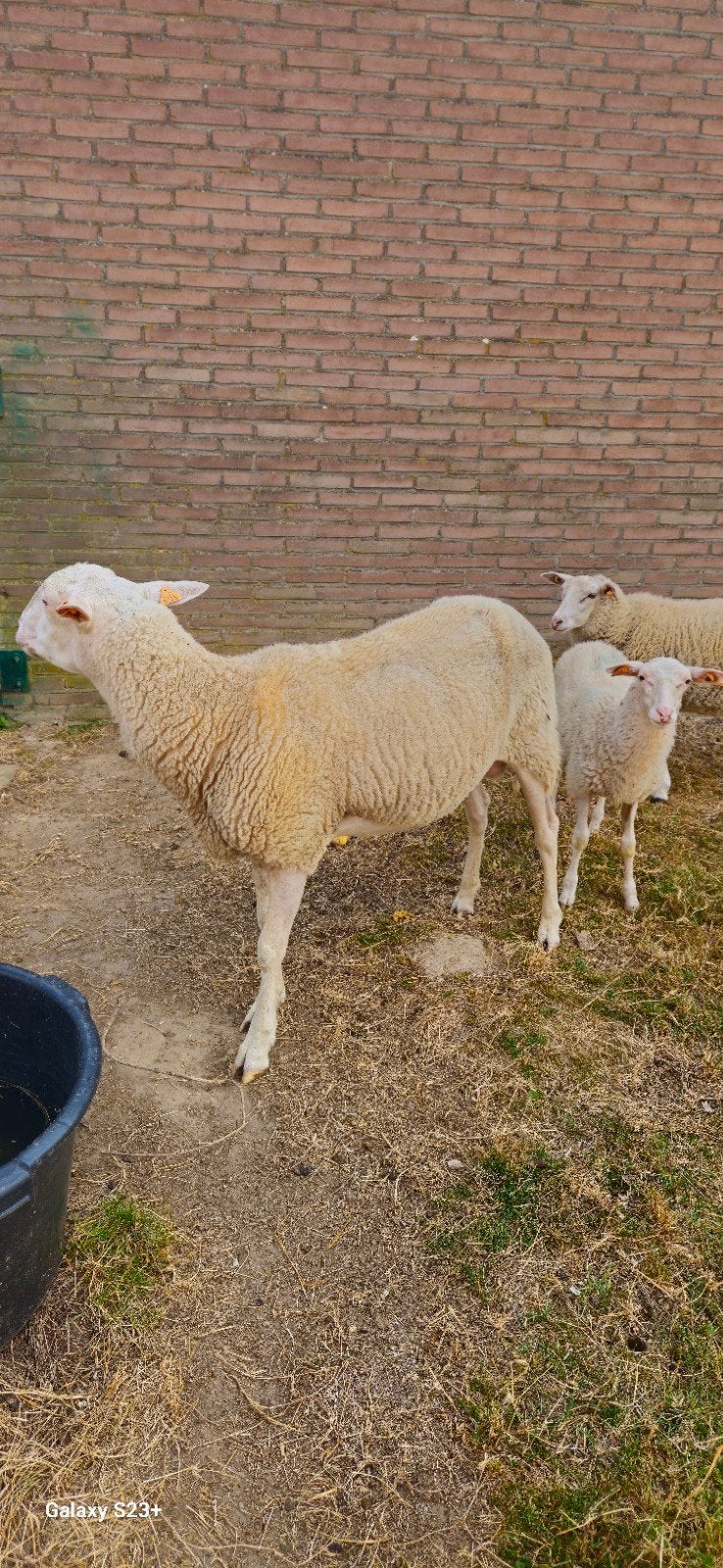 Bok en Ramlammeren, Mannelijk, Schaap, 0 tot 2 jaar